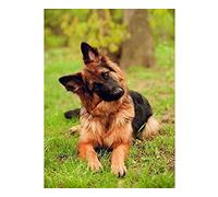 NPRZM Diamond Painting,Dog German Shepherd,5D Diamond Art Kits for Adults,Mosaic Crystal Craft Kits for Home Wall Decor 50x60CM
