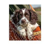 NPRZM Diamond Painting,Dog Springer Spaniel Puppy,5D Diamond Art Kits for Adults,Mosaic Crystal Craft Kits for Home Wall Decor 40x40CM