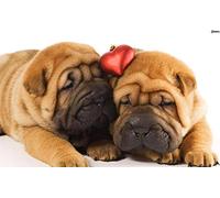 NPRZM Diamond Painting Kits, DIY 5D Diamond Painting Set, Shar Pei Dogs Painting by Numbers Diamond, Diamond Painting Arts Craft for Home Wall Decor 30x40cm