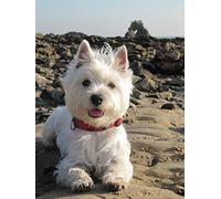 NPRZM Diamond Painting Kits, DIY 5D Diamond Painting Set, West Highland White Terrier Paint by Numbers Diamond, Diamond Painting Arts Craft for Home Wall Decor 30x40CM