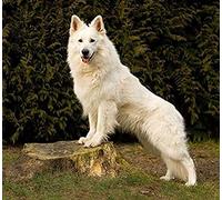 NPRZM Diamond Painting Kits for Adults Diamond Art 5D Paint with Diamonds,White German Shepherd Dog DIY Painting Kit Paint by Number Birthday Gifts 30x40cm