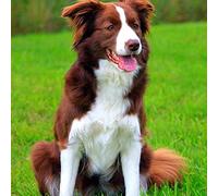 NPRZM Diamond Painting Kits for Adults, Kids Brown Dog Border Collie DIY 5D Diamond Painting Arts Craft for Home Wall Decor Birthday Gifts 30x40CM