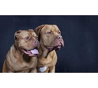 NPRZM Diamond Painting Kits French Bordeaux Dog DIY Adult 5D Diamond Painting Kit Kit Full Diamond Embroidery Picture Home Crafts Home Decoration Gift 30x40CM