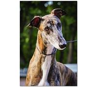 NPRZM Diamond Painting Painting for Adults Greyhound Pet Dog Animal Art Kit 5D DIY Diamond Art PaintingFor Beginner 30x40CM