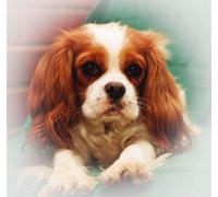 NPRZM Diamond Painting Set Full Cavalier King Charles Spaniel DIY Diamond Painting Pictures, 5D Diamond Painting Rhinestone Embroidery Set, 40x40cm