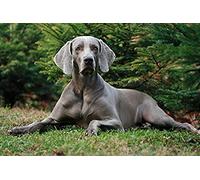 NPRZM Diamond Painting,Weimaraner Do,5D Diamond Art Kits for Adults,Mosaic Crystal Craft Kits for Home Wall Decor 30x40CM