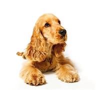 NPRZM DIY 5D Diamond Painting by Number Kit Cocker Spaniel Dog DIY Arts Craft for Home Wall Decor Birthday Gifts 40x40CM