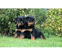 NPRZM DIY 5D Diamond Painting by Number Kits Black Rottweiler Paint with Diamonds Arts Supply Canvas Wall Decor 30x40CM