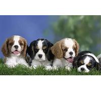 NPRZM DIY 5D Diamond Painting by Number Kits,Cavalier King Charles Spaniel Pet Dog Paint with Diamonds Arts Supply Canvas Wall Decor 30x40CM
