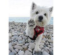 NPRZM DIY 5D Diamond Painting Diamond Painting DIY Westie Dog Diamond Painting Full Diamond Embroidery Rhinestone Cross Stitch Art Craft Supplies for Adults Wall Decoration 30x40CM