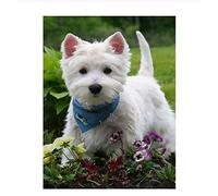 NPRZM DIY 5D Diamond Painting Kit for Adults, Westie Dog Crystal Embroidery Craft Canvas Wall Decoration 30x40cm