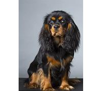 NPRZM DIY 5D Diamond Painting Kits Cavalier King Charles Spaniel DIY Arts Craft for Home Wall Decor Birthday Gifts 50x50CM