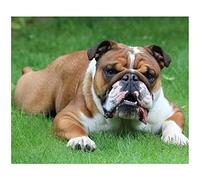 NPRZM DIY 5D Diamond Painting Kits English Bulldog Diamond Embroidery Paintings Rhinestone 50x60CM