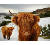 NPRZM DIY Diamond Painting Cow 5D Highland Cow Full Round Drill Animal Diamond Embroidery Cross Stitch Kit Home Decor R2 50x60CM