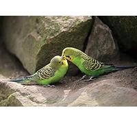 NPRZM DIY Handmade 5D Diamond Painting Kit Two Budgies Round Diamond Embroidery Picture Home Decor Wall Art 30x40CM
