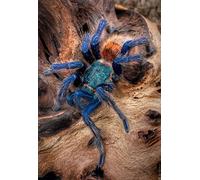 NPRZM DIY Handmade 5D Diamond Paintings Kit Color Tarantula Round Diamond Embroidery Picture Wall Art Christmas and Year Gifts Home 50x60CM