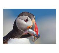 NPRZM DIY Kits for Kids Adults,5D Full Drill Diamond Puffin Crystal Rhinestone Embroidery Pictures Arts Craft for Home Wall Decor 40x40CM