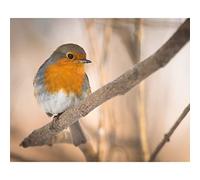 NPRZM DIY Oil Diamond Painting for Adult, Oil Diamond Painting Adult Kit for Beginner Painting - Robin Bird Stand on Snow 30x40CM