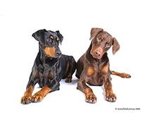 NPRZM Doberman Pet Dog- DIY 5D Diamond Painting Kits - Crystal Rhinestone Embroidery Pictures Arts Craft for Home Wall Decor Gift 30x40CM