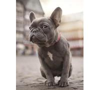 NPRZM French Bulldog DIY Diamond Painting Mosaic Puzzle 5D Diamond Embroidery Beads Decor 40x40CM