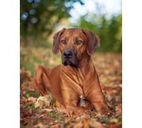 NPRZM Full Circle Diamond Painting Rhodesian Ridgeback Dog DIY Crystal Rhinestone Cross Stitch Art Adult Painting by Numbers Art Kit Decorative Gift 40x40CM