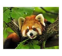 NPRZM Full Round Diamond Embroidery Animals Red Panda DIY Diamond Painting Pattern Rhinestones Diamond Mosaic Needlework 30x40CM