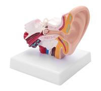 NSXAYIWE 1.5 Times Human Ear Anatomy Model, 3D Ear Model with Outer Middle Inner Display, Ear Joint Simulation Model with Base for Science Education