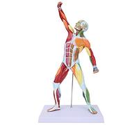 NSXAYIWE 20 Inch Muscular System Model, Human Body Model Color-Coded Muscular Anatomy Model Drawing Mannequin Skeleton Model for Anatomy with Base
