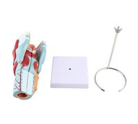 NSXAYIWE 2X Enlarged Human Throat Model, 5 Parts Removable Human Larynx Model for Science Classroom Study Medical Education Education