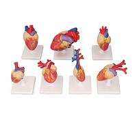 NSXAYIWE 7PCS Life Size Human Heart Model, 2 Part Removable Anatomical Heart 3D Heart Model Anatomy, Magnetic Design, 7PCS Display Base