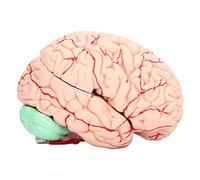 NSXAYIWE Life-Size Anatomical Brain Model, 8-Part Human Anatomy Model with Number-Coded for Science Classroom Study Display