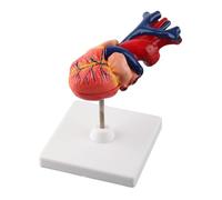 NSXAYIWE Life Size Human Heart Model, 2 Part Anatomical Heart Model with Color Coded Anatomical Structures & Mounted Display Base for Cardiology Study