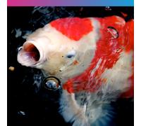 NT Labs Medikoi Growth, Complete Feed for All Pond Fish, Ideal for Late Spring and Summer Feeding, High Protein Koi Feed, Maintains Immune S