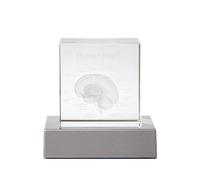 Nuatc Unique Crystal Human Head Anatomical Model Academic Use Present for Science Enthusiasts Teachers or Graduate Science Gift