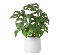 Nubry Artificial Plant in White Pot, 14" Fake Potted Monstera with Decorative Stones, Faux Green Plant for Living Room Office Home Decor (Monstera, White)