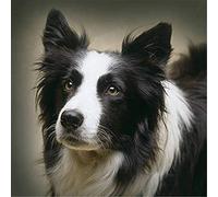 NUISX DIY Cross Stitch Counted Kits Stamped Kit Cross-Stitching Pattern for Home Decor Animal Border Collie 11Ct Fabric Embroidery Crafts Needlepoint Kit