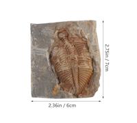 NULYLU Authentic Trilobite Specimen Paleontology Rock Collection Educational Marine Ancient Remains for Geology Students and Science Learning