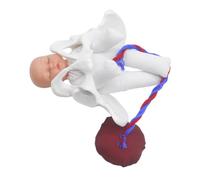 NULYLU Female Pelvis Childbirth Model Teaching Birth Model with Realistic Design Pvc Cloth Material 6.29x5.89x1.97in Dimensions Detailed Fetus Umbilical Cord Placenta for Prenatal