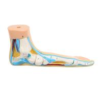 NULYLU Realistic Beige Vinyl Foot Bone Model for Teaching and Anatomy Schools Educational Flat Foot for Clinic and Science Education Use