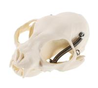 NULYLU Realistic Cat Skull Model for Classroom Demonstrations Pvc Skeleton Figurine with Comprehensive Guide Beige Portable Size Educational Anatomy Prop and Personal Collections