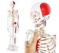 Numbered Mini Human Skeleton Model, 33.4” Human Skeleton Model with Removable Arms & Legs with Muscle Insertion & Origin Points Removable Stand, Manual Included for Anatomy, Medical Anatomical Study