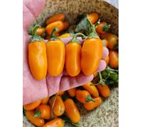 Numex Pumpkin Spice Chilli Seeds - 10 Fresh Seeds