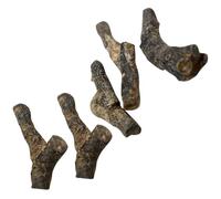 NUOBESTY 5pcs Stromatoporoid Remains Specimens for School Teaching, Ancient Marine Life Model Decor, Table Adornment, Educational Science