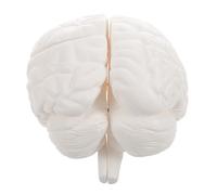 NUOBESTY Human Brain Model for Teaching with Realistic Brain Structure and Detachable Design for Classroom Demonstrations and Personal Collections