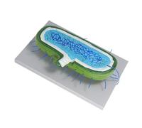 NUOBESTY Interactive 3D Animal Cell Model Kit with Enlarged Organelles, Human Liver Cell Line Demonstration Biology Teaching Model for Science Classroom and Medical Education