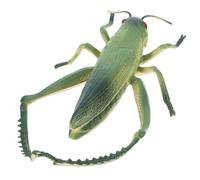 NUOBESTY Realistic Plastic Grasshoppers for Boys Outdoor Insect Figurine Educational Cricket Prank Prop Reusable Easter Party Favor Decor