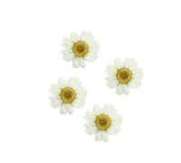 NUOBESTY White Dried Daisy Pressed Flowers 12Pcs Natural Mini Flat Flowers for Resin Jewelry and Christmas Craft Projects
