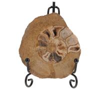 NUSITOU Natural Mineral Specimen and Informative Features Aesthetic Charm for Collection with Iridescent Colours and Teaching Tool in Science Education