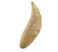 NUSITOU Realistic Black Bear Canine Tooth Resin Model, Vintage Beige Resin Collectible with Authentic Texture Restoration for Home Desktop Decor and Science Teaching Prop