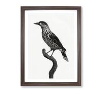 Nutcracker Bird By Jacques Barraband Vintage Framed Wall Art Print, Ready to Hang Picture for Living Room Bedroom Home Office Décor, Walnut A4 (34 x 25 cm)